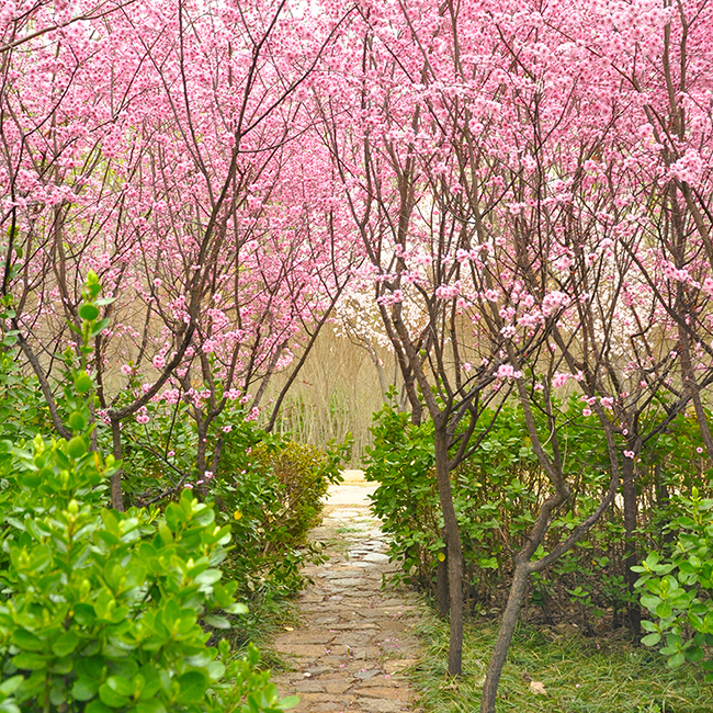 春天013.jpg