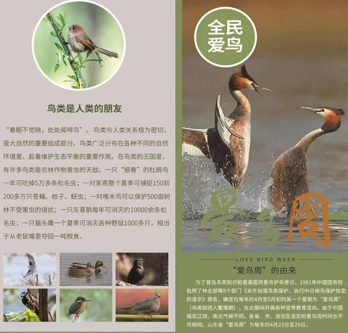 爱鸟周2.jpg